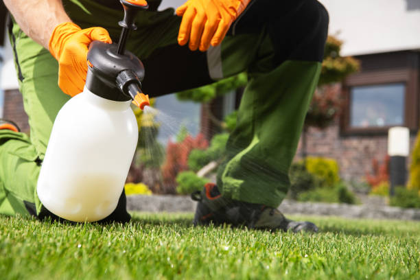 Best Termite Control Services  in Spring Grove, IL