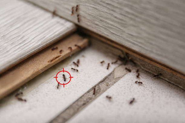 Best Emergency Pest Control  in Spring Grove, IL