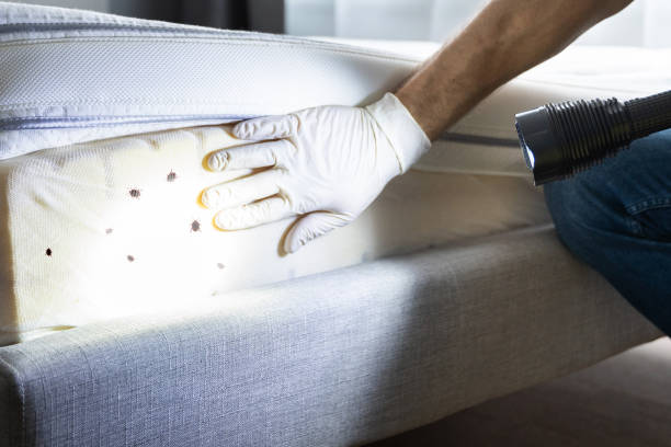 Best Bed Bug Extermination  in Spring Grove, IL
