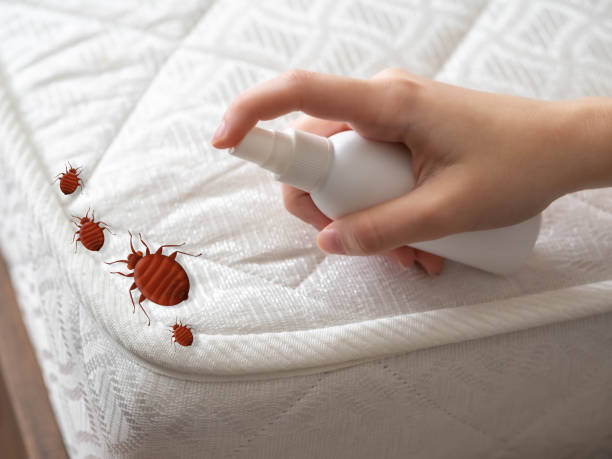 Best Spider Control Near Me  in Spring Grove, IL
